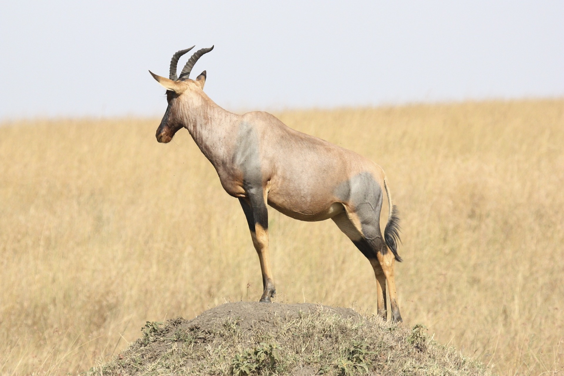 3 Days Tanzania Safaris to Tarangire, Ngorongoro and Lake Manyara